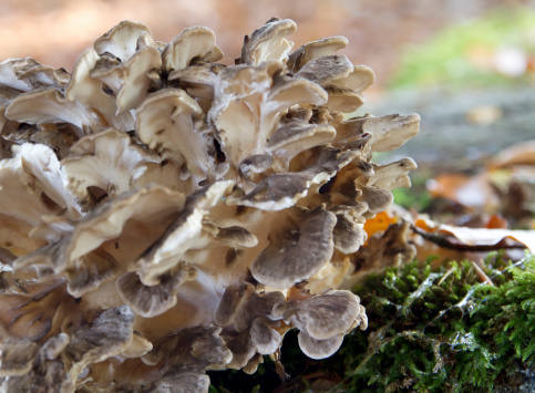 Grifola frondosa (Dicks. ex Fr.) S. F. Gray Klapperschwamm, Laubporling Polypore en touffe, Poule des bois, Hen of the Woods, Maitake. Fruit Body 15–40cm diameter, subglobose, consisting of a central repeatedly branched stem, each branch ending in a flattened tongue-shaped cap; each cap 4–10cm across, 0.5–1cm thick, leathery and wavy at the margin, upper surface usually wrinkled, grey or olivaceous drying brownish. Stem cream or pale greyish. Flesh white. Taste pleasant when young and fresh, soon acrid, smell reminiscent of mice. Tubes 2–3mm long on the underside of each cap, and decurrent far down the stem, whitish. Pores two per mm, subcircular to slightly angular, larger and more irregular on the stem. Spores ellipsoid, 5.5–7 x 3.5–4.5um. Hyphal structure monomitic; generative hyphae with clamp connections. Habitat parasitic on deciduous trees especially oak and beech fruiting at the extreme base of the trunk. Season autumn. Uncommon. Edible. Distribution, America and Europe (source R. Phillips).