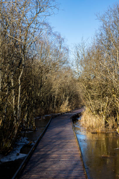 Marais de Vaux, and its wooden path, on the Plateau d’Hauteville in winter Marais de Vaux, and its wooden path, on the Plateau d’Hauteville in winter reflet stock pictures, royalty-free photos & images