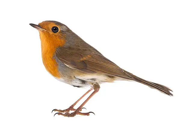 Photo of side view of a European Robin, Erithacus rubecula, isolated