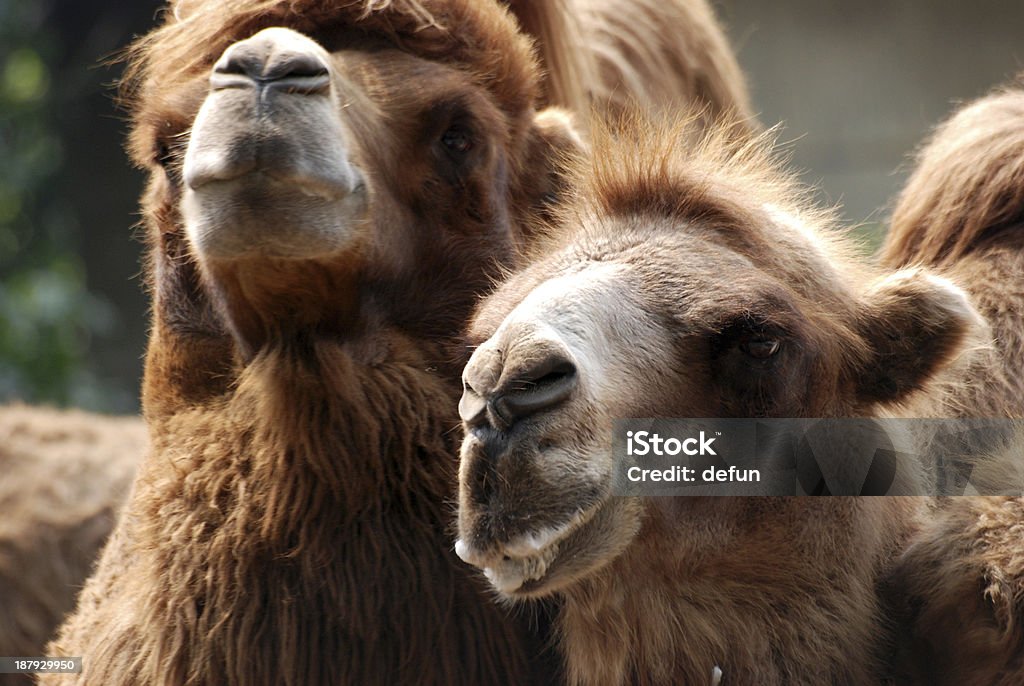 Ritratto di cammello di animale - Foto stock royalty-free di Africa