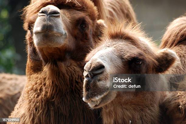 Animal Camel Portrait Stock Photo - Download Image Now - Adventure, Africa, Animal