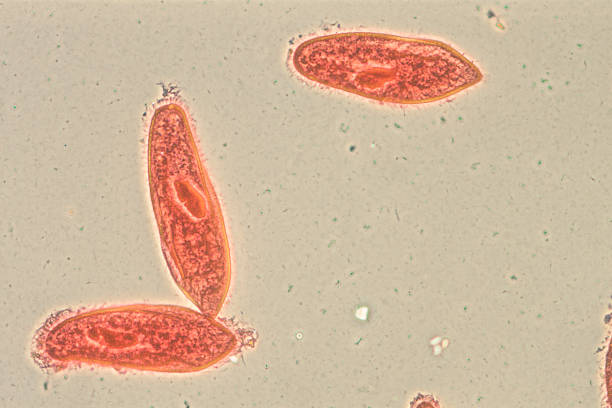 動物の conjugation ゾウリムシ caudatum - paramecium ストックフォトと画像
