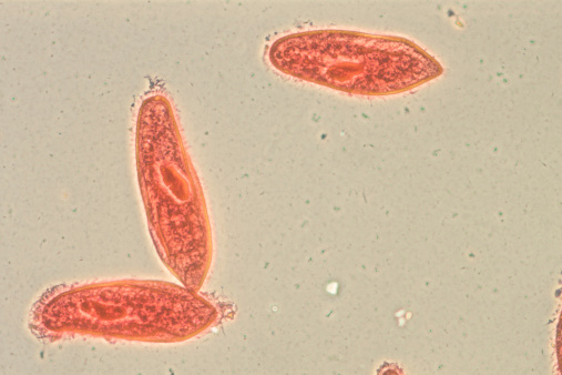 microscopy micrograph animal, conjugation of Paramecium caudatum, magnification 200X