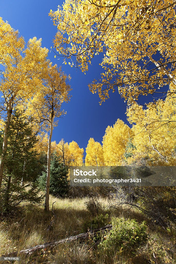 Envoltos em cores de outono - Foto de stock de Abrindo royalty-free