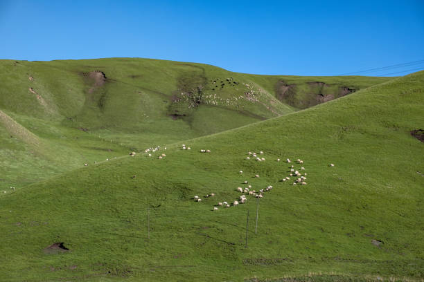 A flock of sheep on a sunny grassland