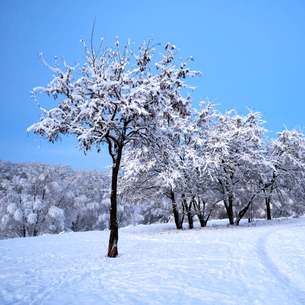 istock Beautiful winter landscape with snow-covered trees 1879324527