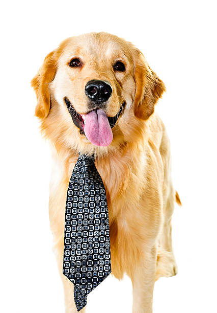 istock Golden retriever dog wearing a tie 187934012