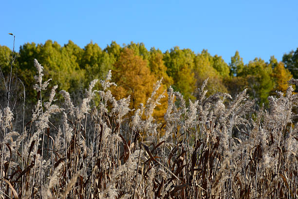 Tall grasses and fall colors stock photo