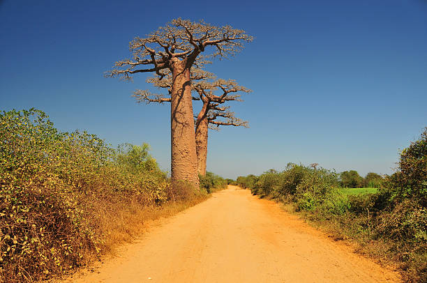 Alley of the Baobabs, Madagascar: pair of baobabs and dirt road - Adansonia grandidieri, the most aesthetical of all baobabs - photo by M.Torres