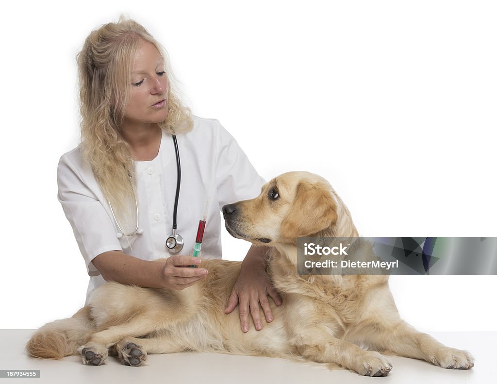 Golden retriever  with vet Beautiful golden retriever on a review of the vet-facing each other. A Helping Hand Stock Photo
