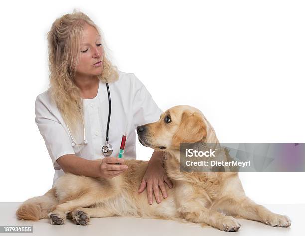 Golden Retriever With Vet Stock Photo - Download Image Now - A Helping Hand, Adult, Adults Only