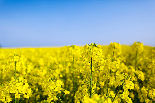 istock field of rapeseed 187934690