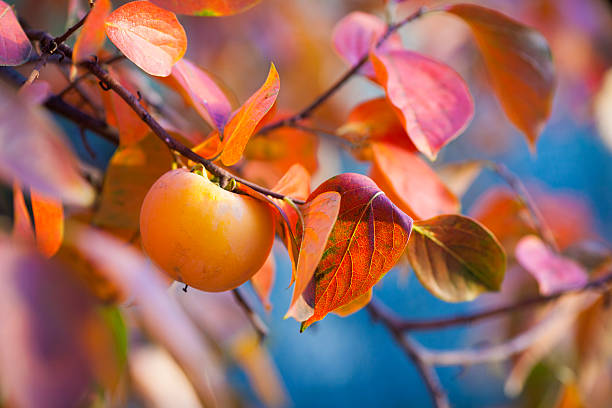 plaqueminier en couleurs d'automne - vibrant color outdoors tree autumn photos et images de collection