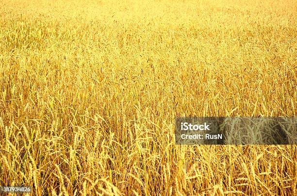 Campo De Trigo Foto de stock y más banco de imágenes de Agosto - Agosto, Agricultura, Aire libre