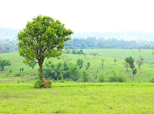 istock Field of grass and tree 187935089