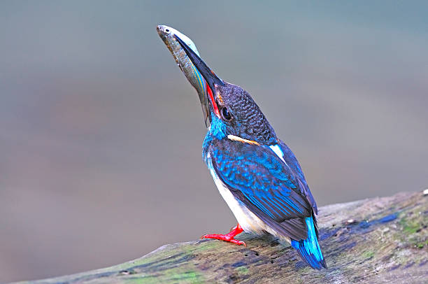 Kingfisher in flight catching a fish - Italy