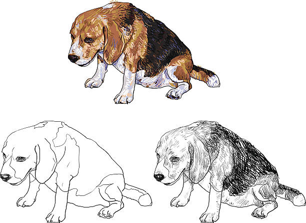 ilustrações, clipart, desenhos animados e ícones de gordura de beagle - tracing red pets dog