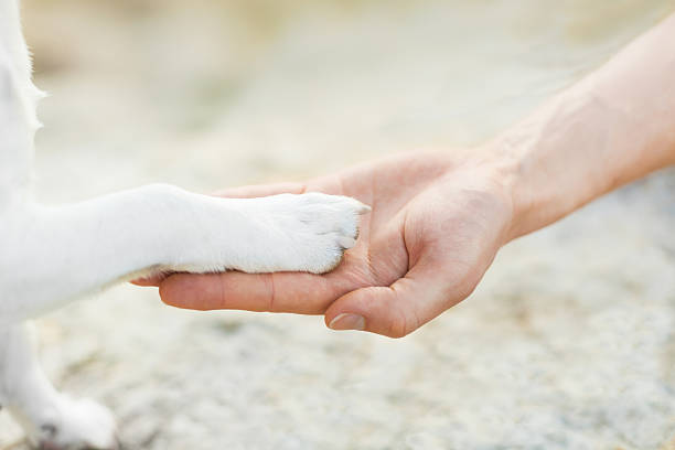 high five paw dog with paw high five and hand of owner animal hand stock pictures, royalty-free photos & images