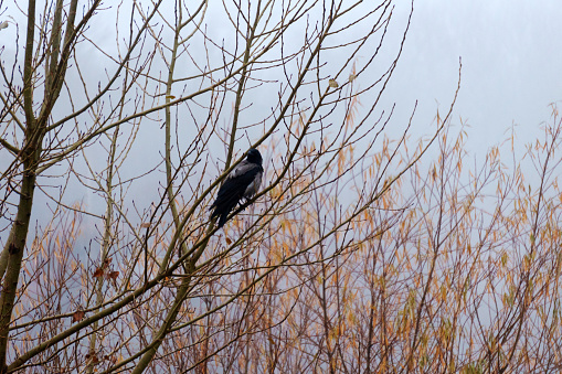 Black bird raven perched on a high branch of a tree. Mystical atmosphere