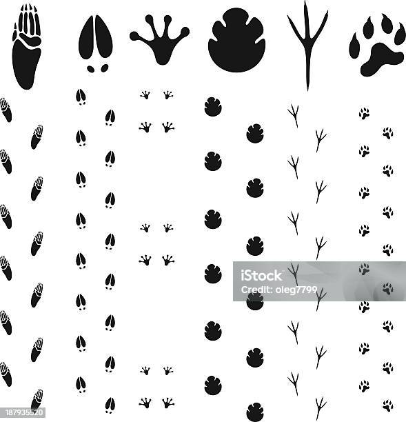 Paw Print Stock Vektor Art und mehr Bilder von Fußabdruck - Fußabdruck, Bunter Reiher, Spur