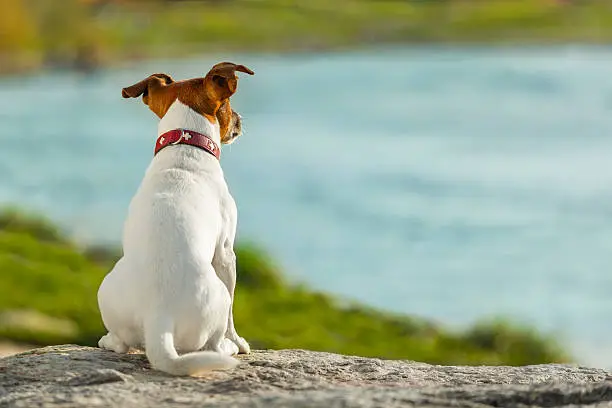 Photo of dog watching