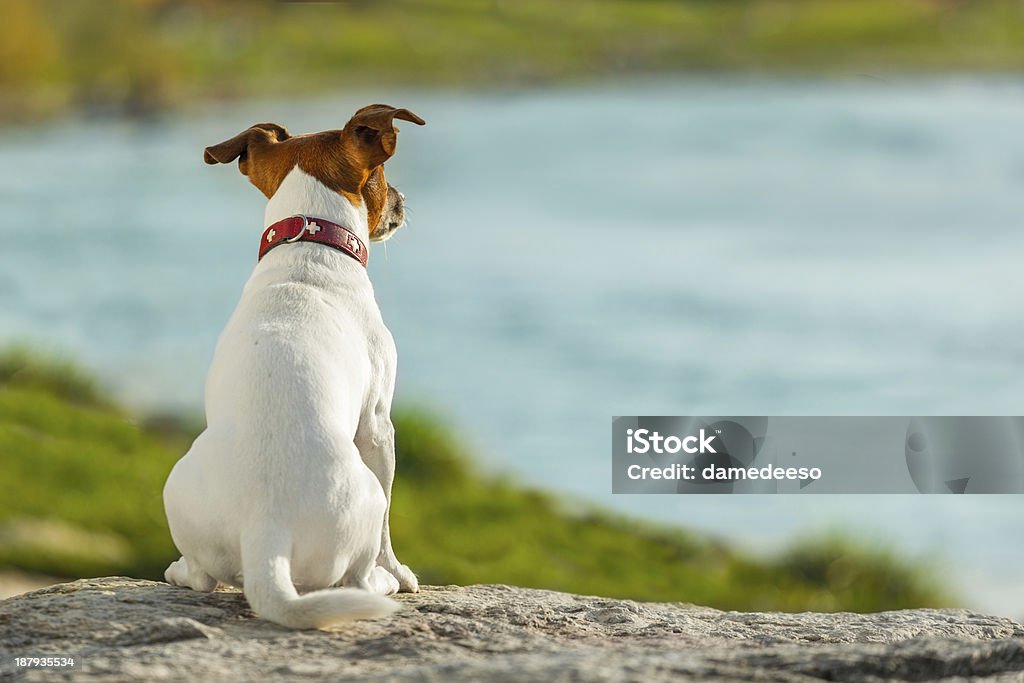 Cão assistindo - Foto de stock de Cão royalty-free