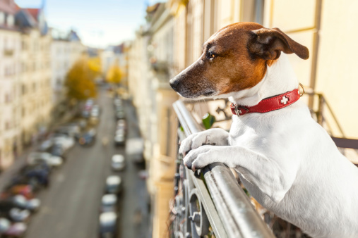nosy watching dog form top of balcony