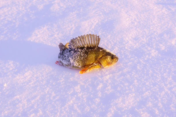 istock Fish is a perch. Caught catch. Winter fishing, adventure. 1879361087