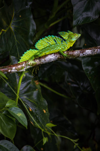 Green basilisk (Basiliscus plumifrons) in Tortuguero National Park (Costa Rica)