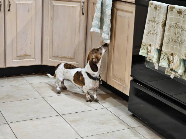 istock Dachshund smelling toward counter 1879365782
