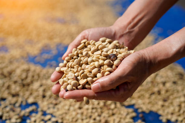 istock Coffee beans that have gone through the processing process of Arabica varieties will be dried in the sun. of Nan Province in Thailand 1879366866