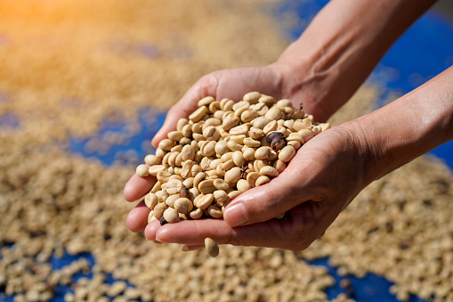 Coffee beans that have gone through the processing process of Arabica varieties will be dried in the sun. of Nan Province in Thailand