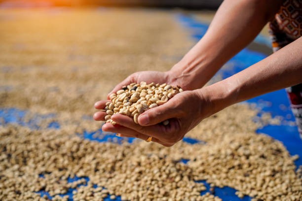Coffee beans that have gone through the processing process of Arabica varieties will be dried in the sun. of Nan Province in Thailand