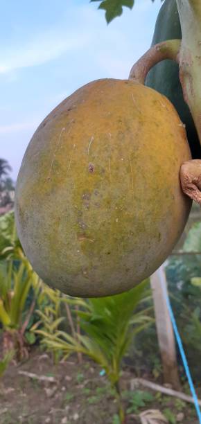 istock Ripe papaya on the tree 1879370550