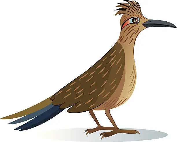 Vector illustration of Roadrunner