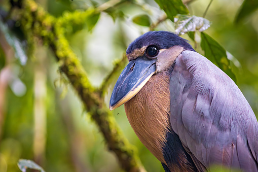 Boat-billed heron (Cochlearius cochlearius) in Tortuguero National Park (Costa Rica)