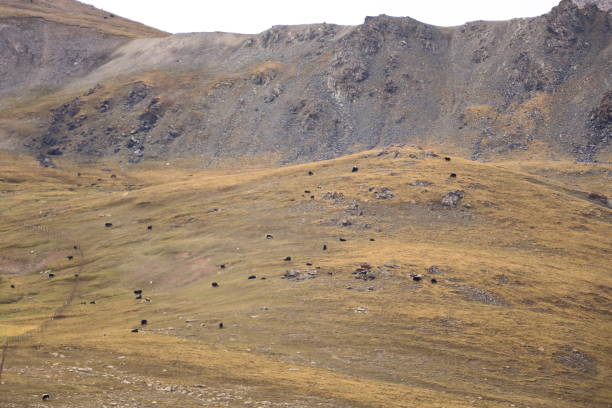 Kalmak Ashu pass in Central Tian Shan mountains, way to Song Kol lake, Kyrgyzstan, Central Asia Kalmak Ashu pass in Central Tian Shan mountains, way to Song Kol lake, Kyrgyzstan in Central Asia ashu stock pictures, royalty-free photos & images