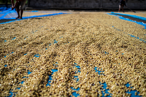 Coffee beans that have gone through the processing process of Arabica varieties will be dried in the sun. of Nan Province in Thailand