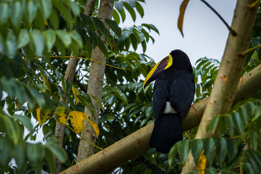 Chestnut-mandibled toucan (Ramphastos swainsonii) in Tortuguero National Park (Costa Rica)