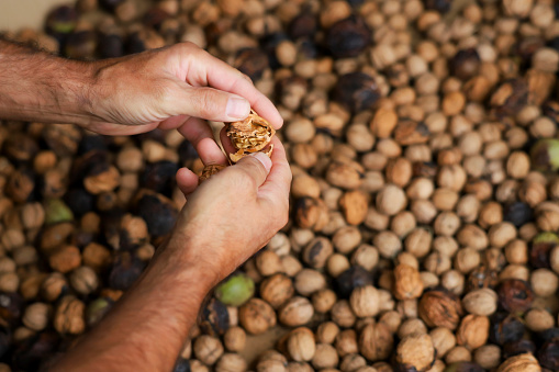 Mans hands manually cracking wallnuts. Selective focus. Top view of manly farmers hands preparing food.