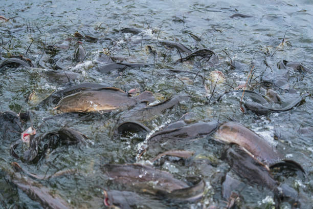istock Several catfish are competing for food in a park pond. 1879390919