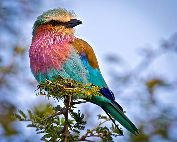 Greeting the Day Lilac-breasted Roller sitting on Acacia branch, Tanzania lilac breasted roller stock pictures, royalty-free photos & images