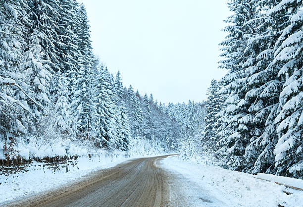 Winter country road with fir forest (overcast day).