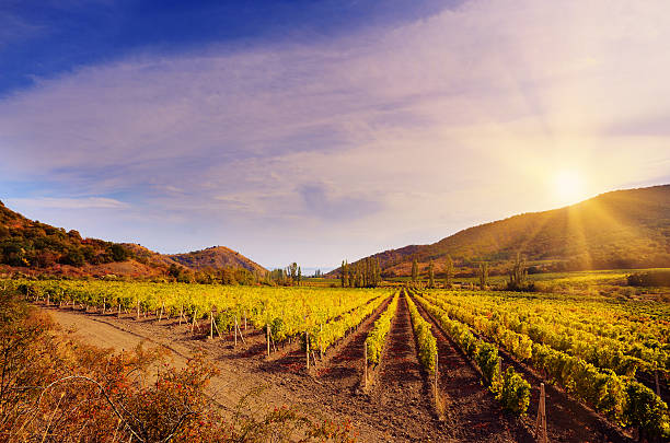 Sunset over a vineyard in the fall season Crimea Ukraine