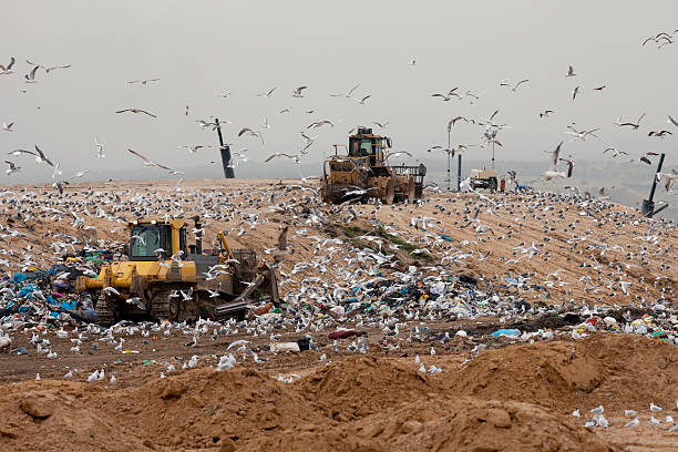 Seagulls on a dump Flock of seagulls flyng over a rubish dump dogger stock pictures, royalty-free photos & images