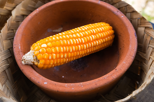 Corn - Crop, Corn On The Cob, Cut Out, Freshness, Corn, food and drink, food, Sweetcorn, Agriculture, Freshness, kernels, Breakfast Cereal, Cereal Plant,