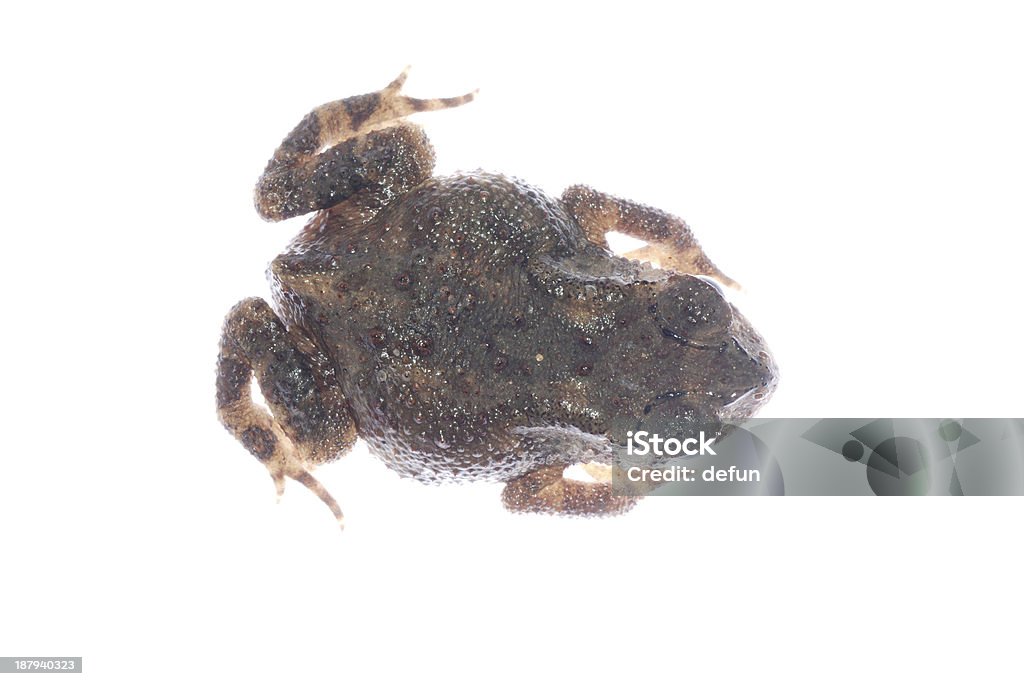 Zwierzę Ropucha frog - Zbiór zdjęć royalty-free (Biologia - Nauka)