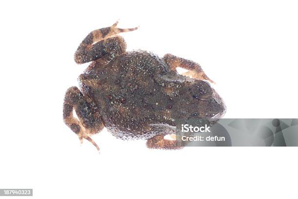 Zwierzę Ropucha Frog - zdjęcia stockowe i więcej obrazów Biologia - Nauka - Biologia - Nauka, Brązowy, Dzikie zwierzęta