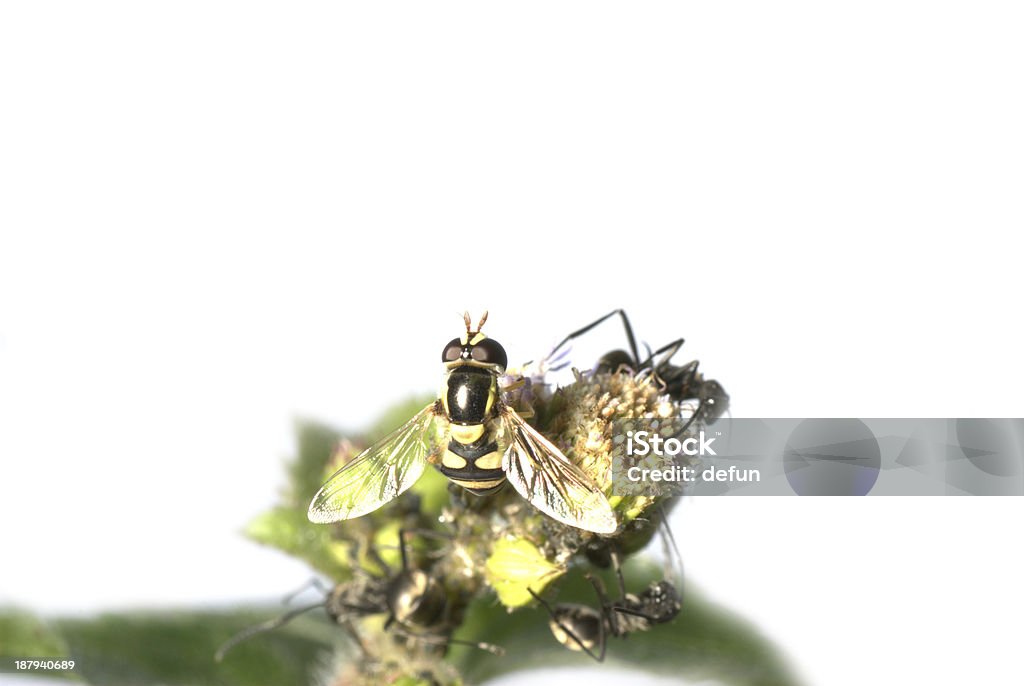 macro de insetos Mosca - Royalty-free Animal Foto de stock