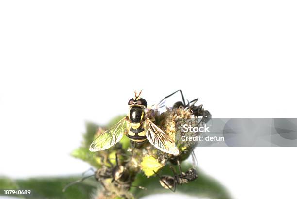 Macro De Insetos Mosca - Fotografias de stock e mais imagens de Animal - Animal, Assustador, Beleza